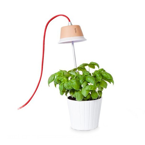 Linea Light Chlorophyll Bulbo LED Floor or Suspension Lamp